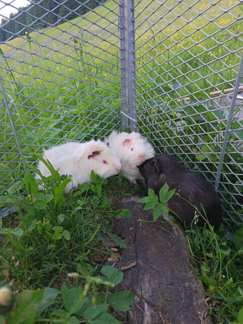 Verkaufe Meerschweinchen und Zwergwidder