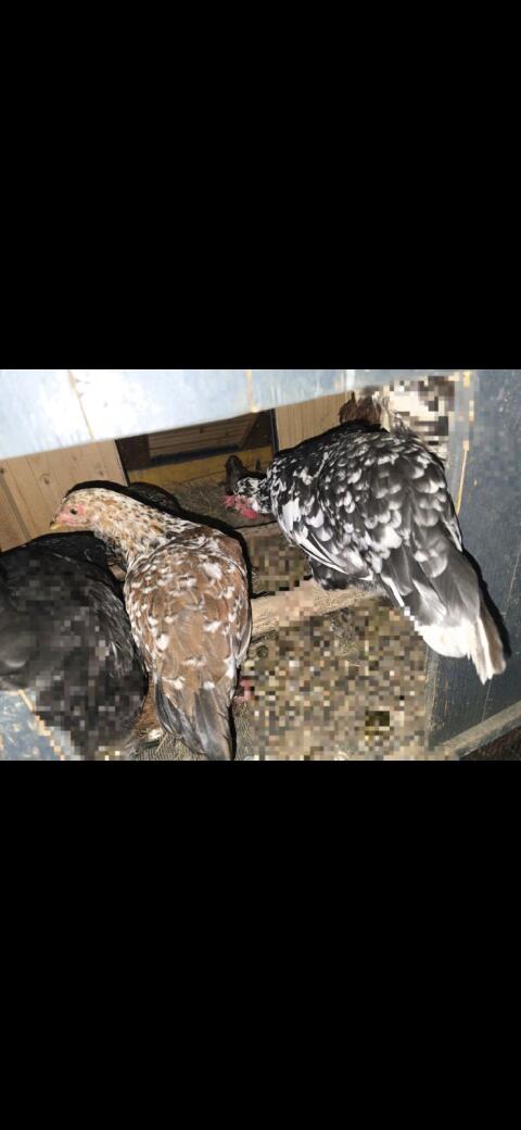 Blumenhuhn 2026