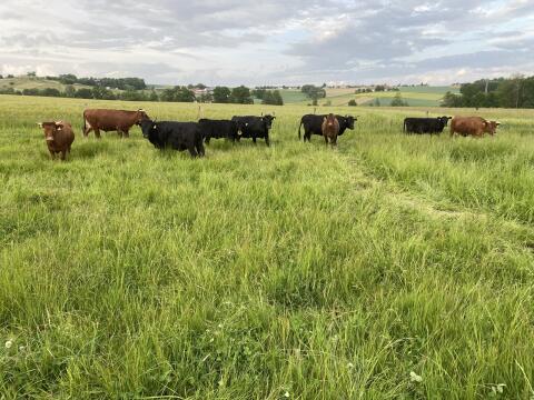 Suche leihstier bulle wagyu angus welsh black