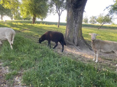2 weibl. Schafe