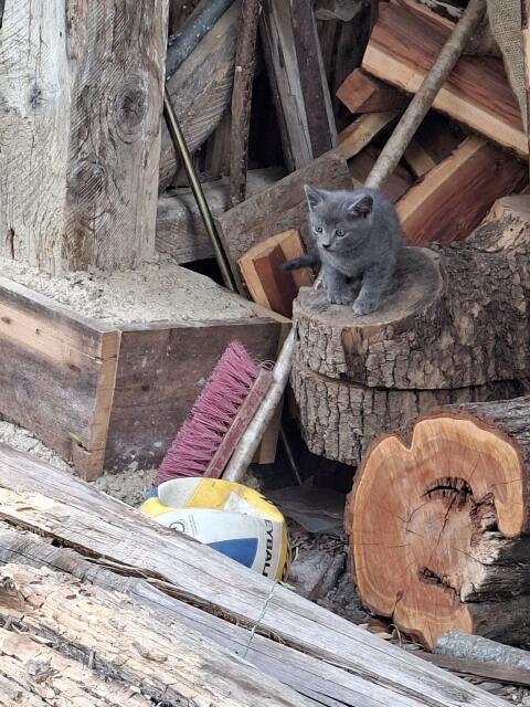 Babykatzen