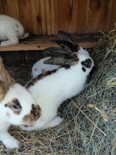 Fleischhasen, 4 Monate