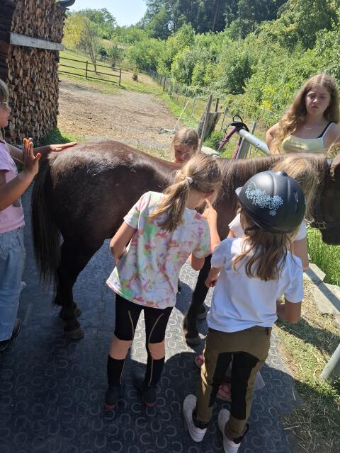 Kinderpony