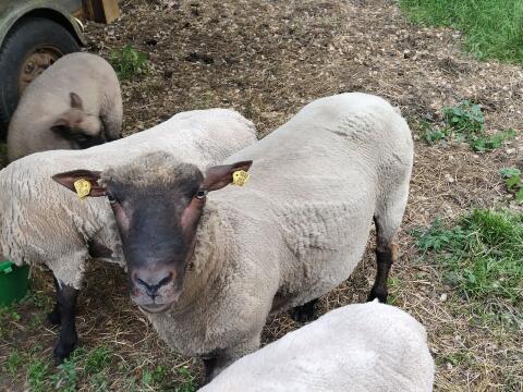 Shropshire Bock