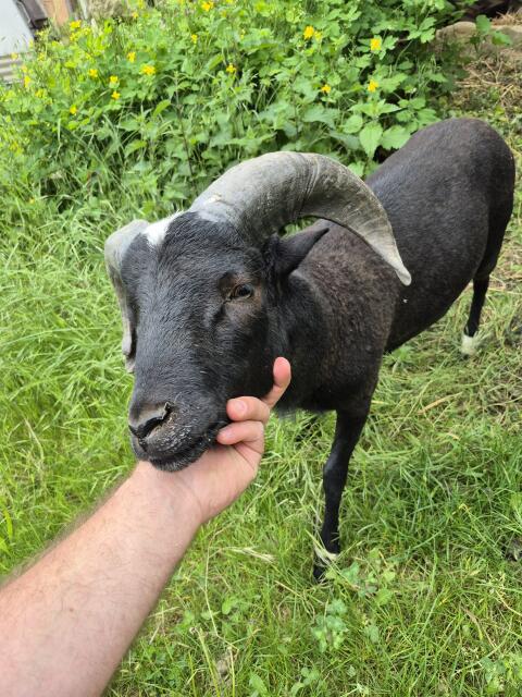 Schafbock