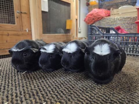 Meerschweinchen American Crested Schwarz
