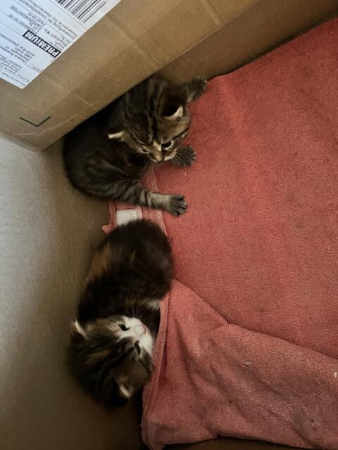 Babykatzen
