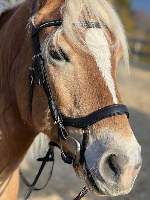 Haflinger-Stute herzugeben