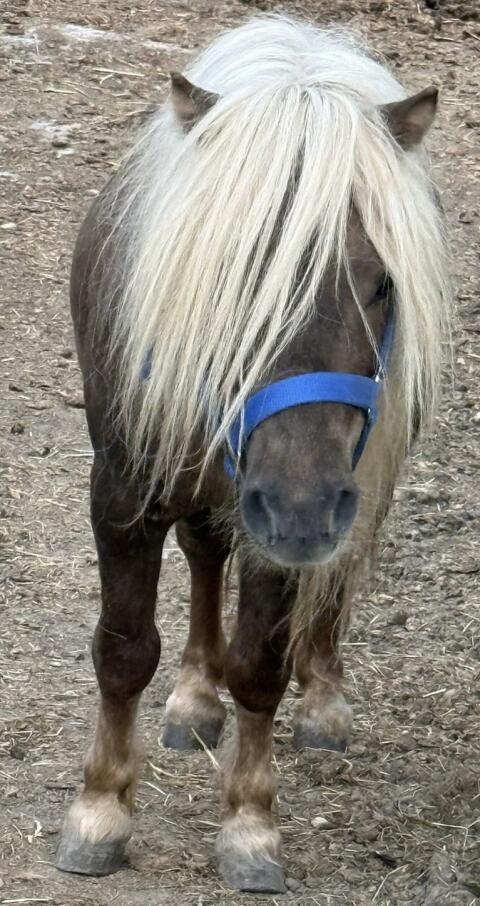 Ponyhengst