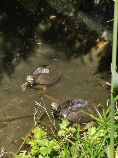 Europäische Sumpfschildkröten