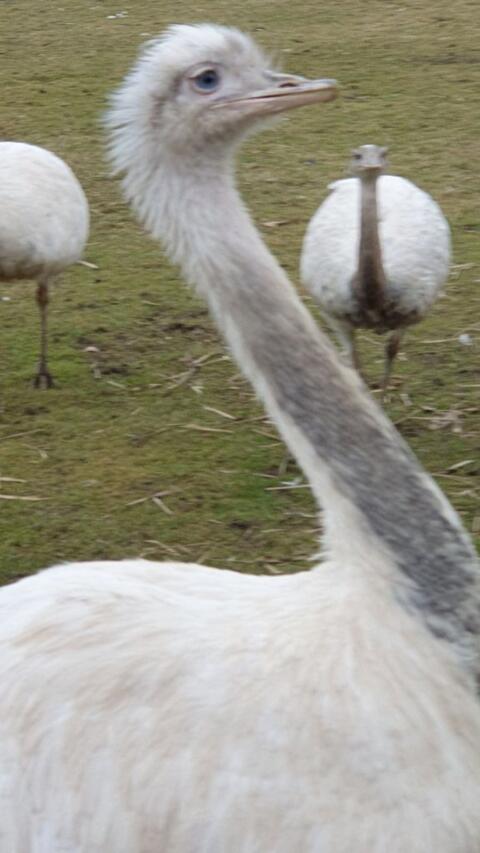 Nandu
