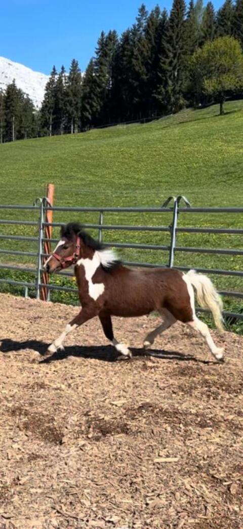 Ponyhengst abzugeben