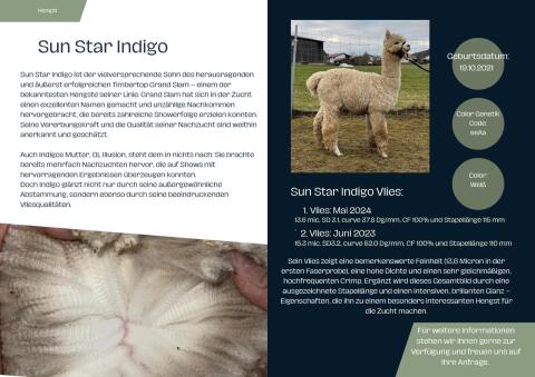 Sunstar Indigo (Alpaka Deckhengst)
