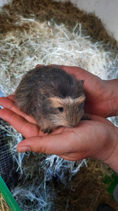 Meerschweinchen-Buben
