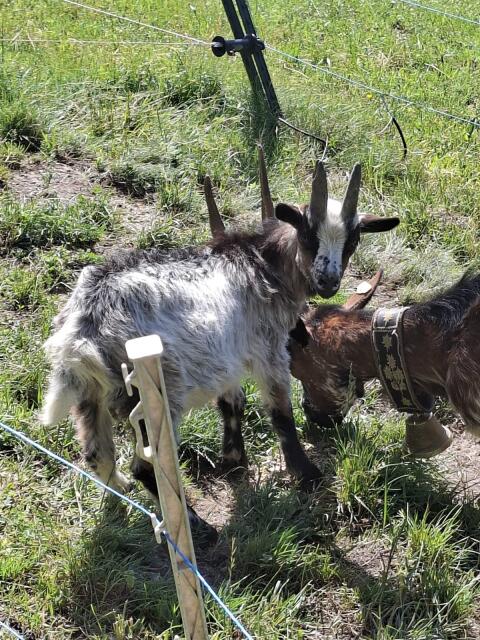Aosta Kitzbock
