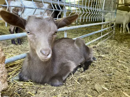 Männliche Ziegenkitze von braven Milchziegen