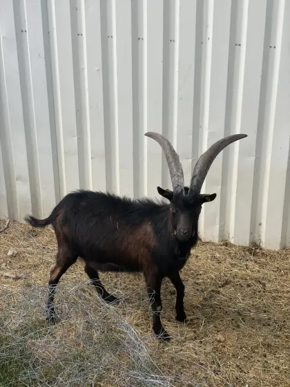 Aosta Goas-Bock