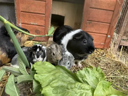 Meerschweinchen