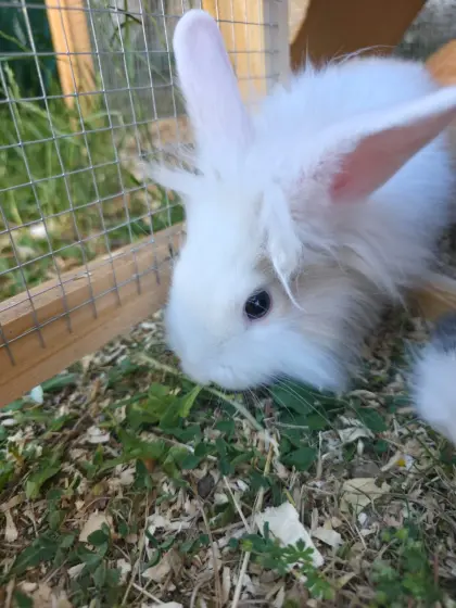 Kaninchen
