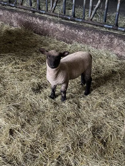 Reinrassige Shrophsire Schafe zu verkaufen