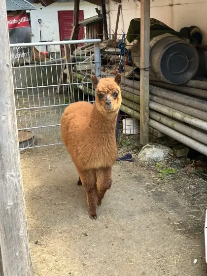 Alpaka