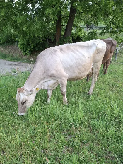 Mutterkuh für Kalb, trächtig, Bio