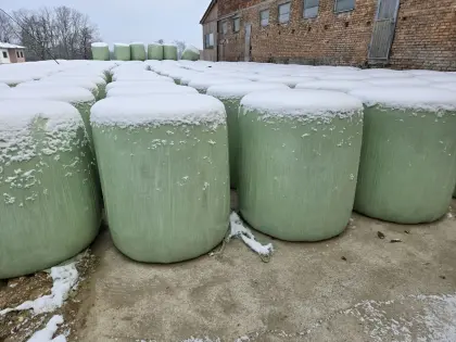Bio-Maisballen, Maissilage, Mais