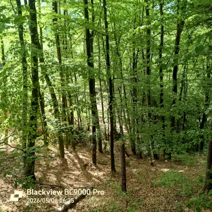 Wald gepflegt, Nähe Viktring, Klagenfurt