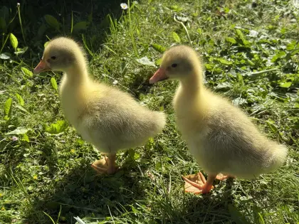 Gänseküken, Gänse, laufend verfügbar