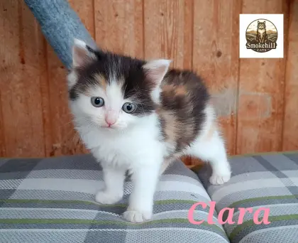 Ragdoll, Europäisch Langhaar Kätzchen