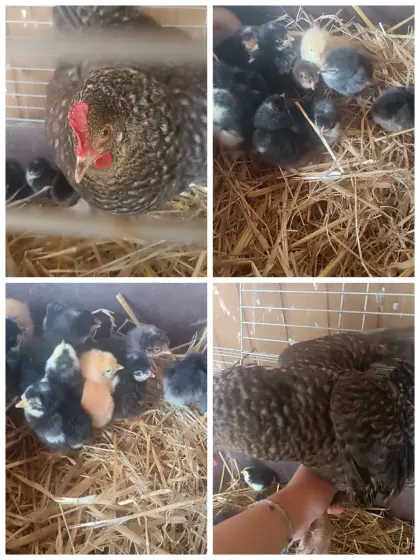 Glucke, Bruthenne mit Küken
