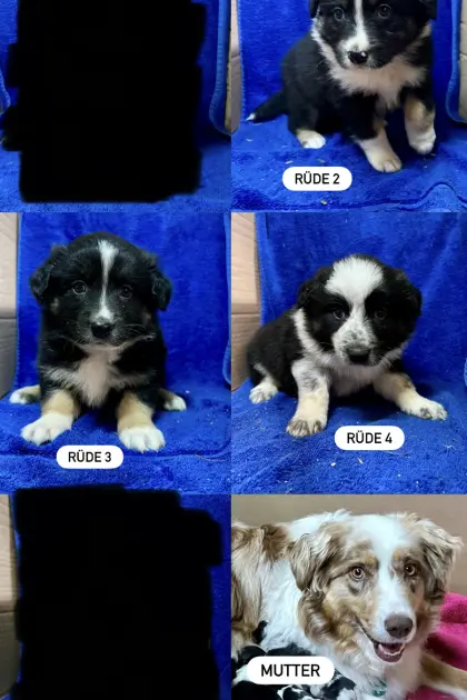 Border-Aussie-Welpen