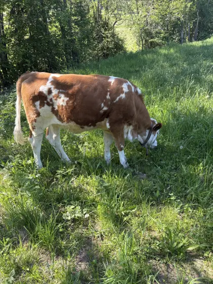 Fleckviehkalbin zu verkaufen