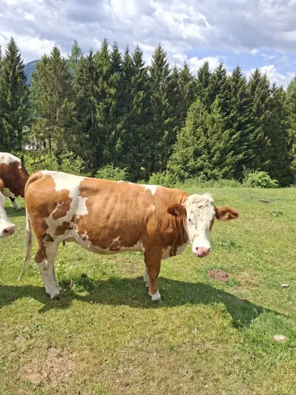 Trächtige Bio-Kalbin