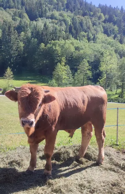 Murbodner Stier