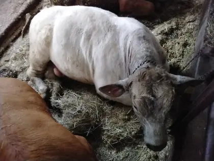 Charolais/WB Belgier Stier