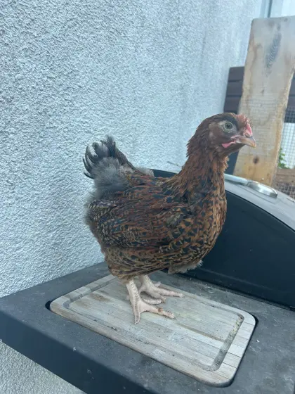 Orpington Küken