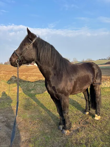Noriker-Wallach, 9 Jahre, schwarzbraun