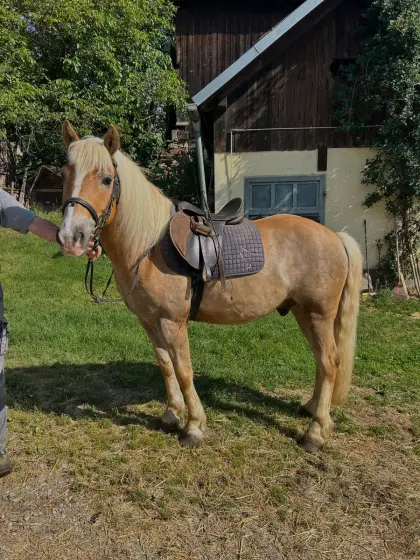 Haflinger Wallach