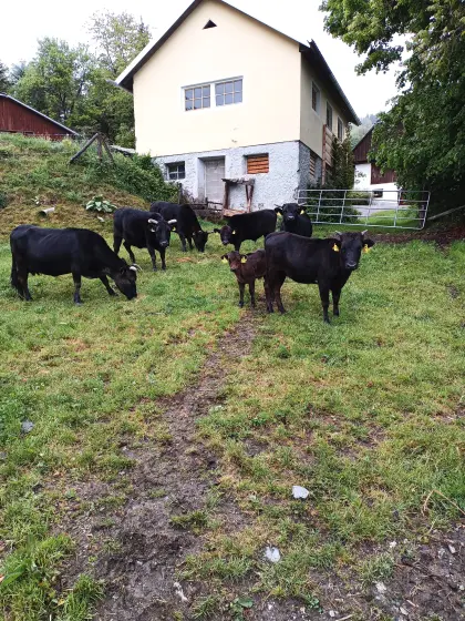 Zwergrindkuh mit Kalb