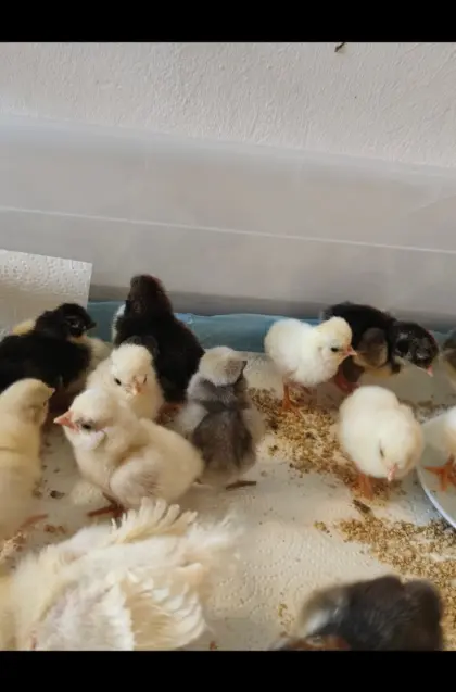 Blumenhuhn-Küken