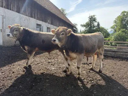 Verkaufe 2 MB-Zuchtstiere