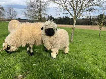 Walliser Schwarznasenschaf Jungbock 7 Monate