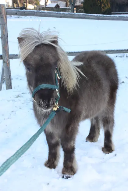 Ponyjährling