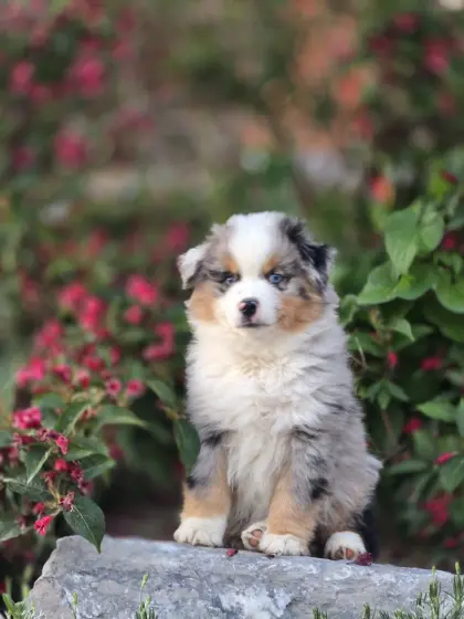 Australian Shepherd mit Papieren