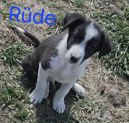 Reinrassige Border Collie Welpen, auszugsbereit