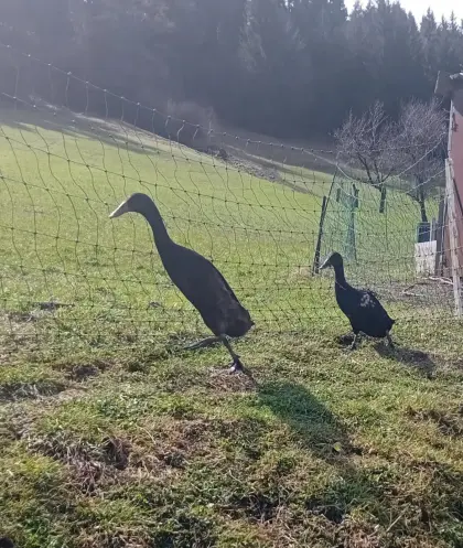 Laufenten zu verkaufen