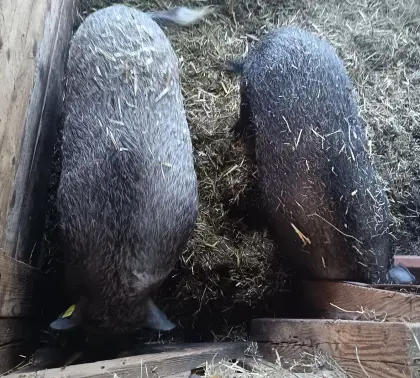 Hängebauchschweine