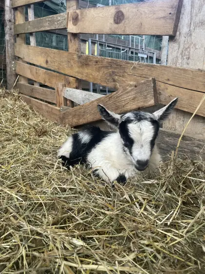Pfauenziegenbock