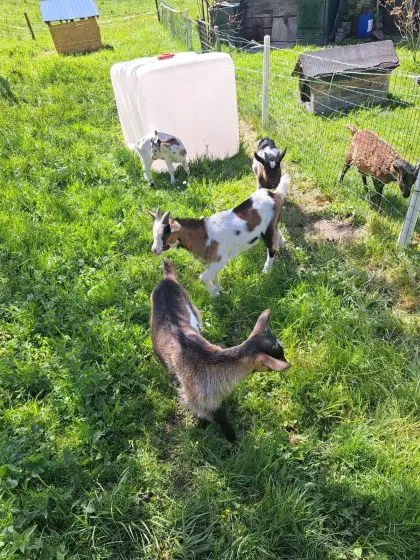 Tauerscheckenkitze